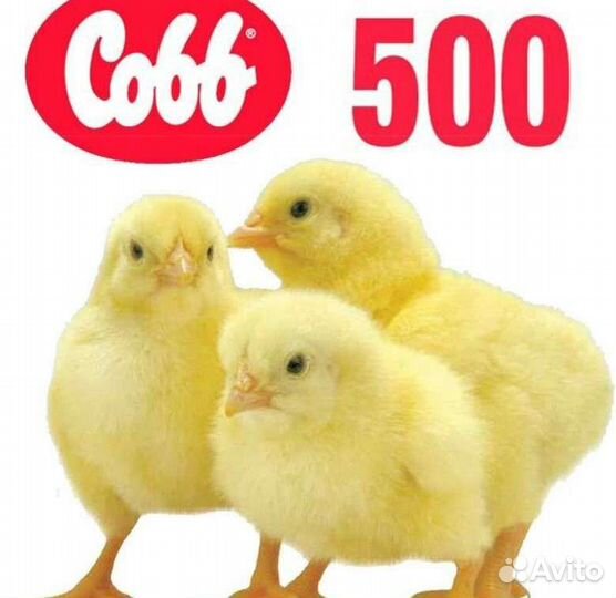 Продаём суточных цыплят бройлеров