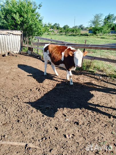 Продаются тёлки