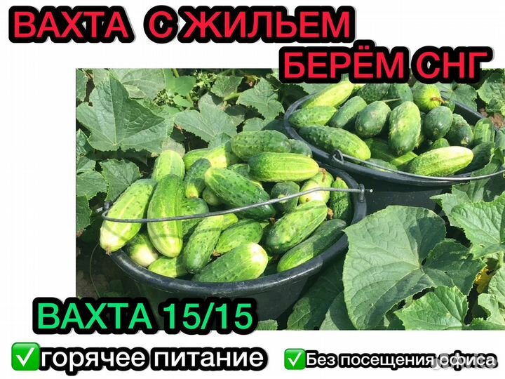 Уборщик/ца огурцов. Вахта с питанием-3 раза. Жилье