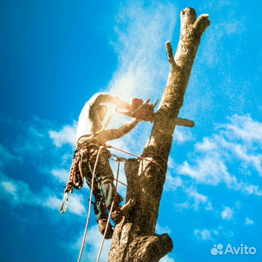 Спил деревьев