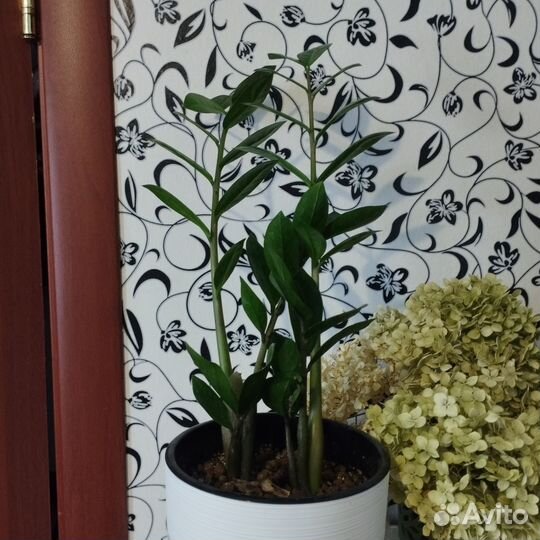 Замиокулькас