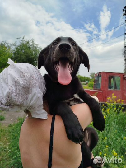 Щенок в добрые руки