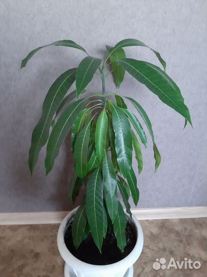 Растение Манго комнатное