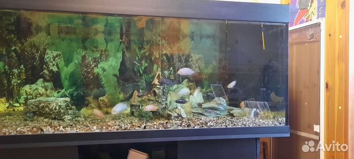 Аквариум с тумбой, 450 литров, Германия