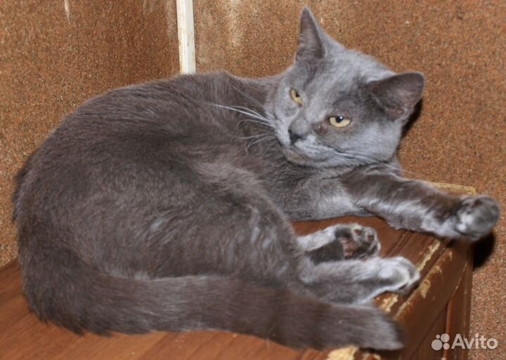 Голубой кот британский кот Банзай (метис), кастрат