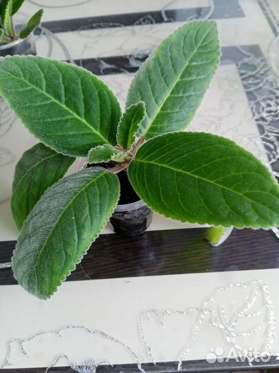 Глоксиния тидея фиолетовая