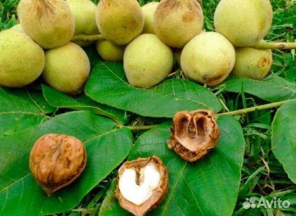 Маньчжурский орех саженцы