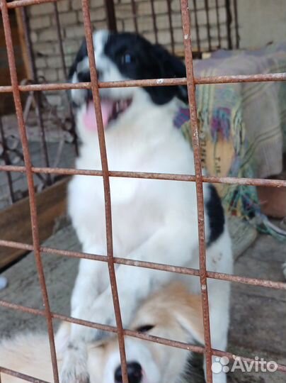 Собака в добрые руки щенок