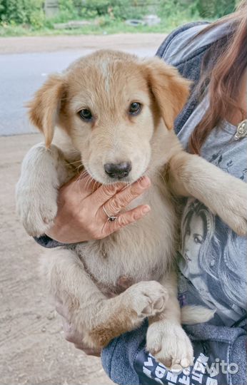 Щенки бесплатно