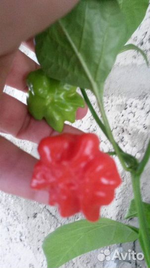 Семена. Острые перцы комнатные и для огорода