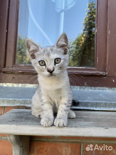 Котят в добрые руки