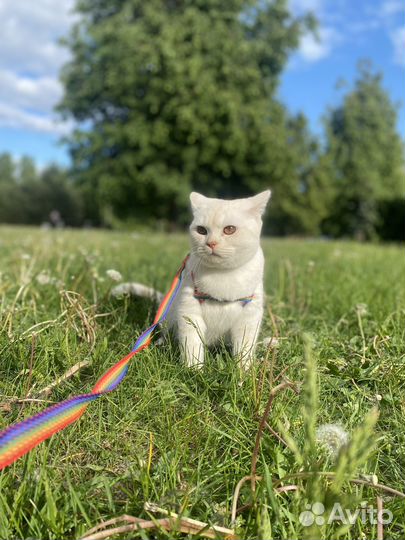 Британский кот вязка