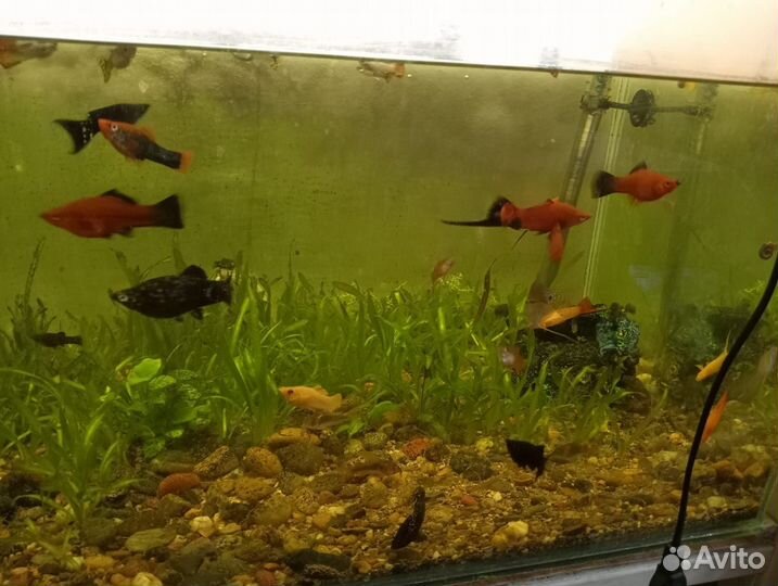 Гуппи меченосцы молинезии