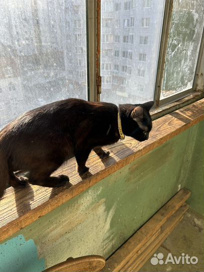 Кошка в дар