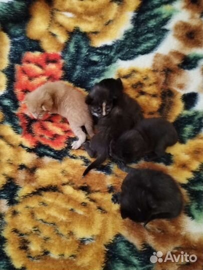 Отдам котят в добрые руки