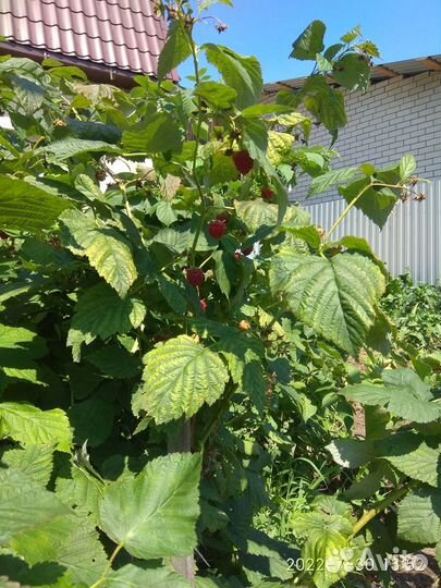 Малина крупная, урожайная, ремонтантая