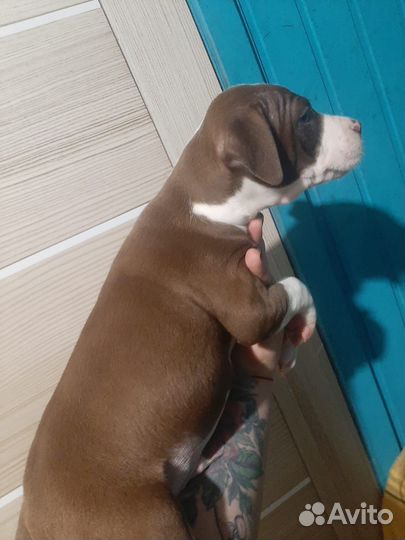 Щенок питбуля