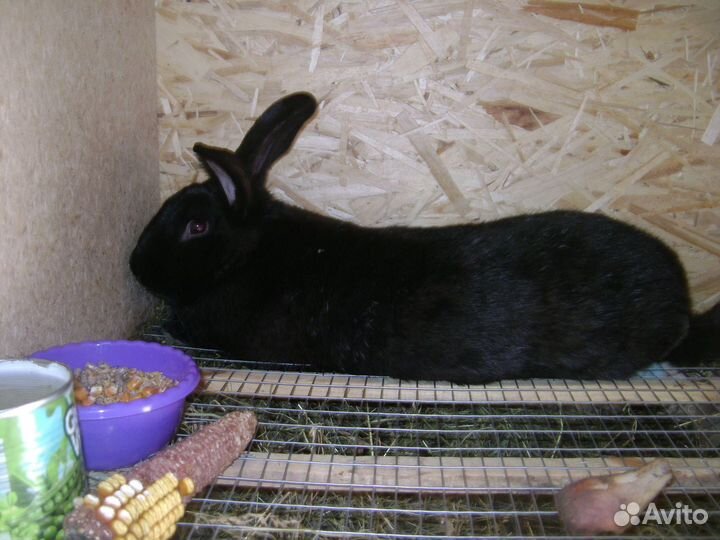 Продам кроликов и петухов