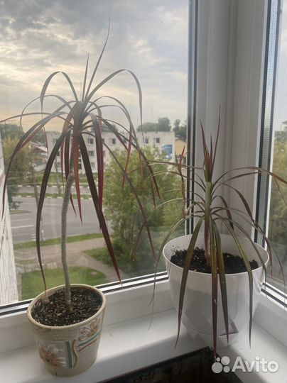 Щучий хвост, Драцена