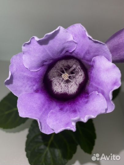 Глоксиния цветущая