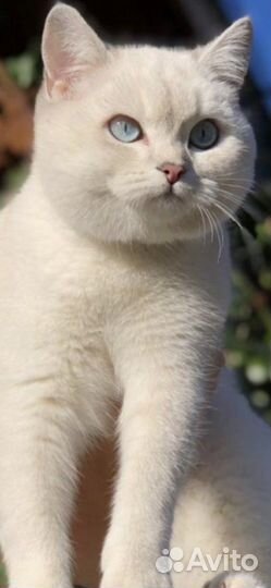 Британские котята короткошерстные