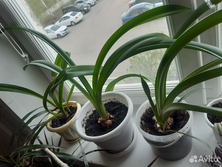 Гиппеаструм