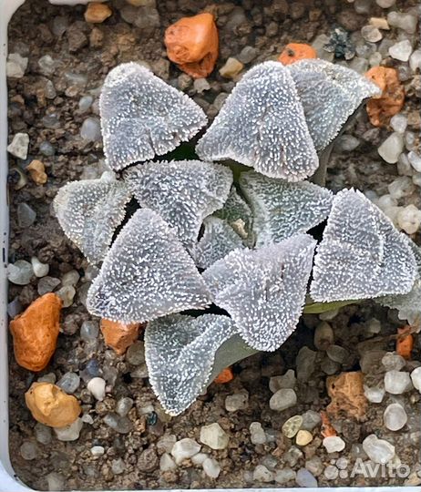 Haworthia pygmaea (Хавортия)