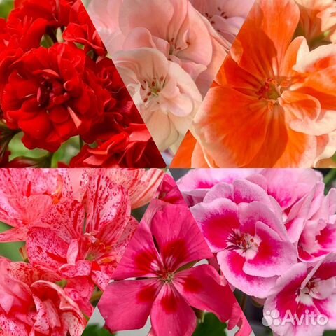 Пеларгонии герани сортовые купить в Санкт-Петербурге | Товары для дома ...