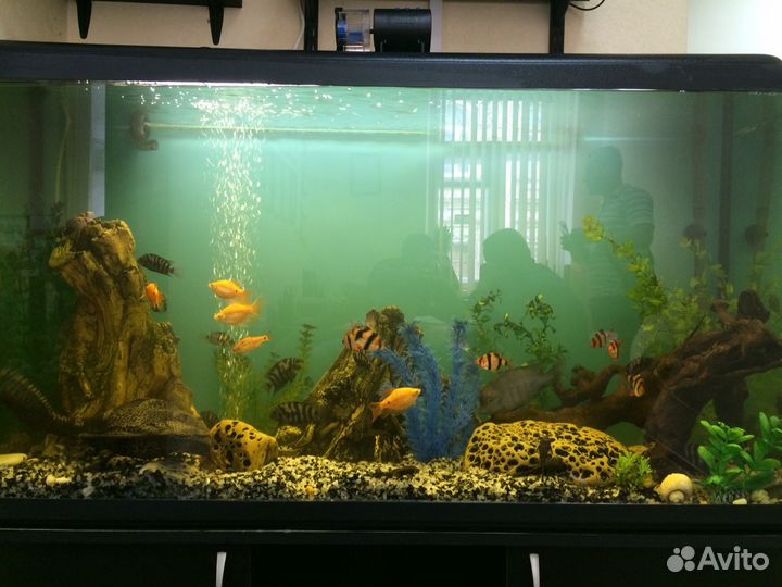 Установка, чистка, обслуживание пресноводных аквар