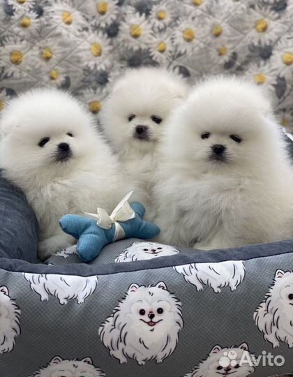 Померанский шпиц