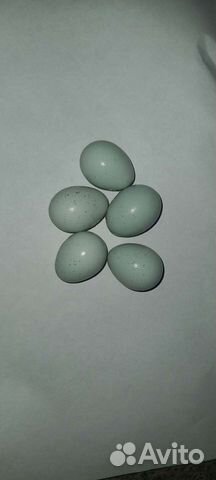 Продаю инкубационные яйца перепелов селадоны объявление продам