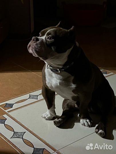 Американский булли Dexter готов к вязке линия DAX