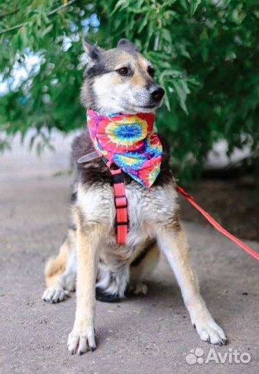 Собака в добрые руки