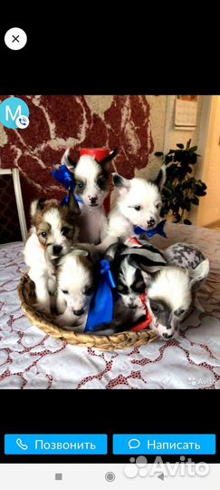 Вязка мальчик