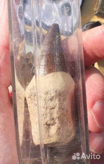 Зуб ископаемого динозавра, Мозазавра, коллекционны