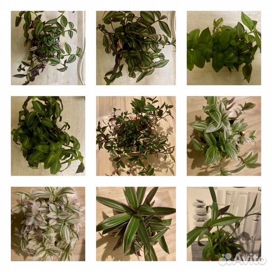 Традесканции сортовые