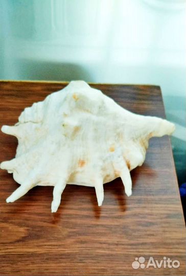 Ракушка морская большая