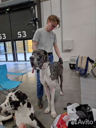 Выгул собак