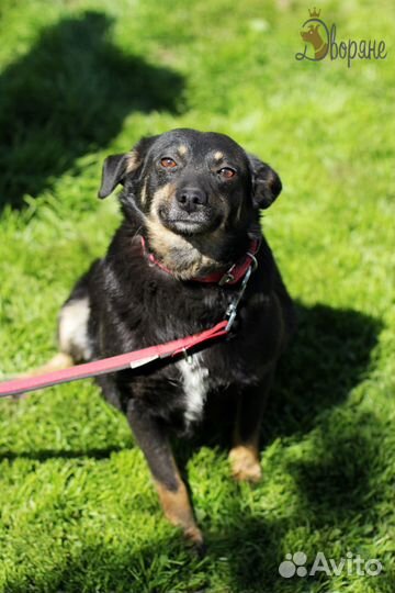 Милая Чернушка 35 см в холке, в добрые руки