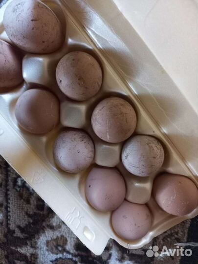 Инкубационные яйца цесарок