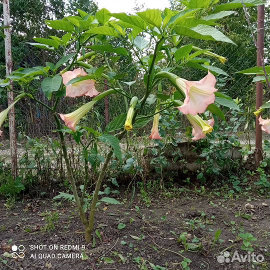 Бругмансия