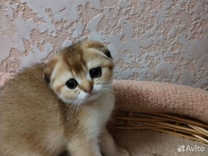 Котик и кошечка золотая шиншилла. Доставка