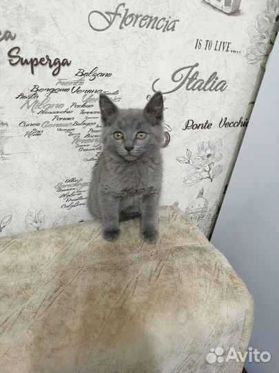 Котёнок, мальчик, бесплатно