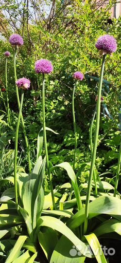 Лук Суворова декоративный