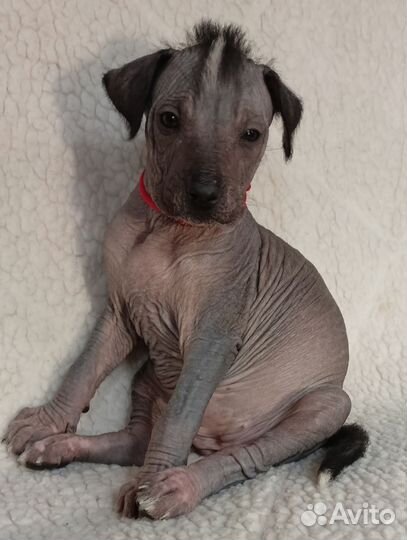 Ксолоитцкуинтли стандарт