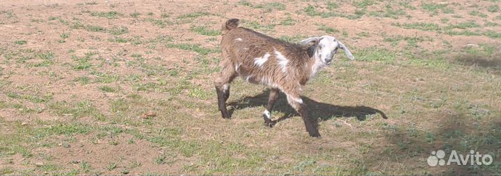 Нубийские козлята и Зааненские