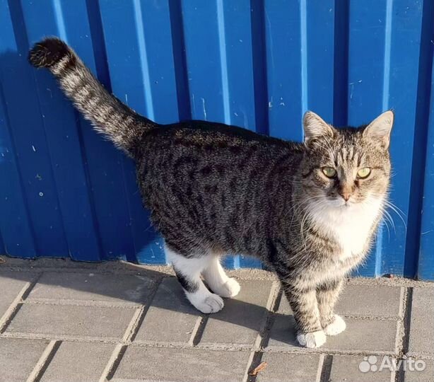 Кошка в дар