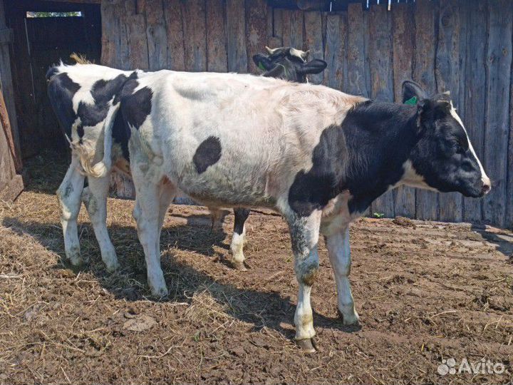 Быки на племя