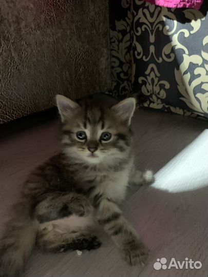 Котята в добрые руки даром