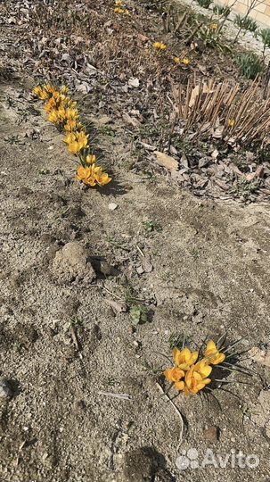 Цветы крокусы